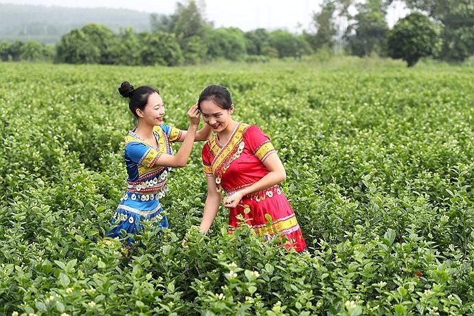 实拍：徜徉在茉莉花海里的小美女