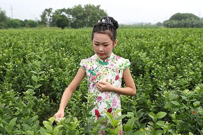 实拍：徜徉在茉莉花海里的小美女