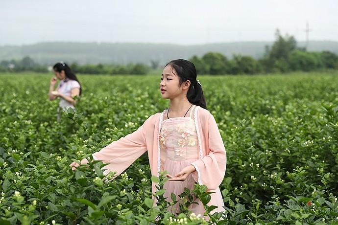 实拍：徜徉在茉莉花海里的小美女