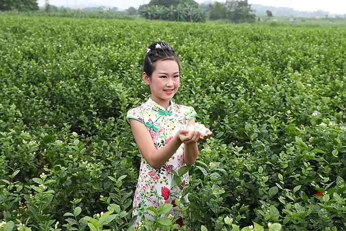 实拍：徜徉在茉莉花海里的小美女