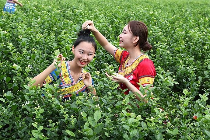 实拍：徜徉在茉莉花海里的小美女