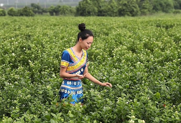 实拍：徜徉在茉莉花海里的小美女