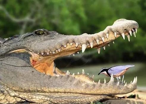 为鳄鱼清理牙齿的牙签鸟真的存在吗?