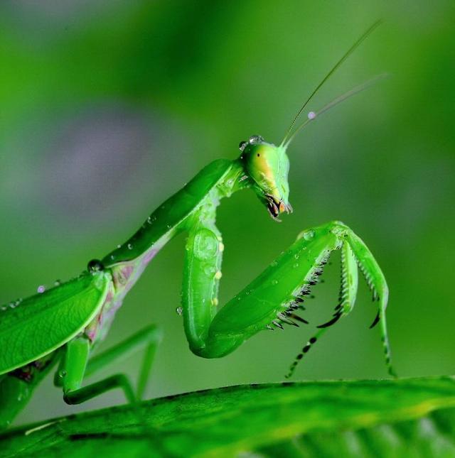 地球上的螳螂超过2千种，最大的超过20厘米，可以捕猎小型鸟类