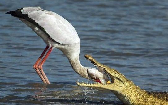 为鳄鱼清理牙齿的牙签鸟真的存在吗?