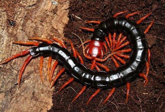 一起来认识一下地球上最毒的10种蜈蚣