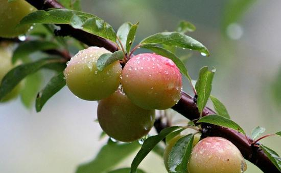 李子不能和什么一起吃 这些食物和李子相克