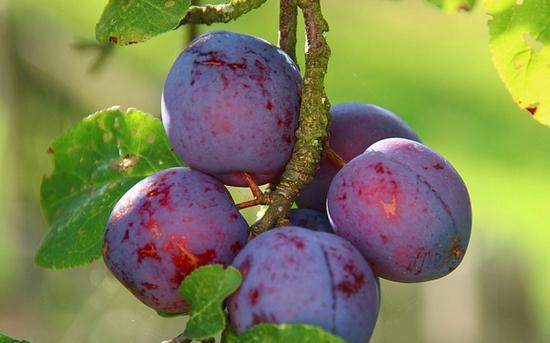 李子不能和什么一起吃 这些食物和李子相克