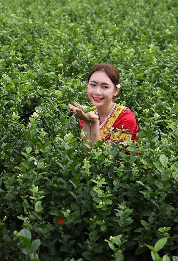 实拍：徜徉在茉莉花海里的小美女