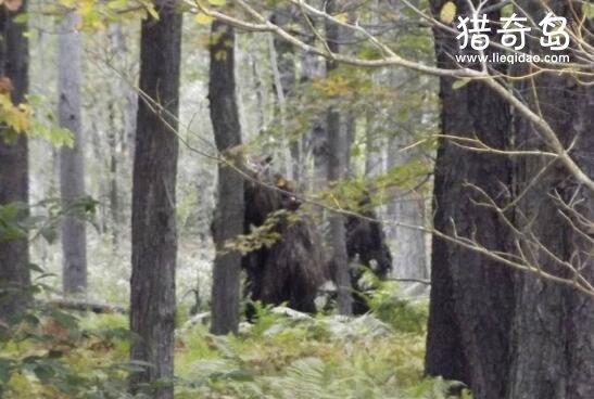 揭秘全球六大神秘野人, 澳洲幽威被人类目击次数最多