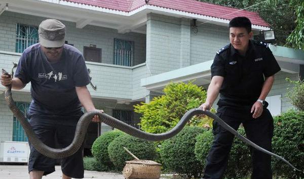 世界体型最大的毒蛇排名, 最大的莽山烙铁头重达20多公斤