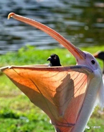 白鹈鹕的“嘴大吃四方”，吞食鸽子的画面惊人！