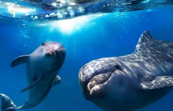 地球上10大怀孕周期最长的动物，海豚第二，第一要22个月