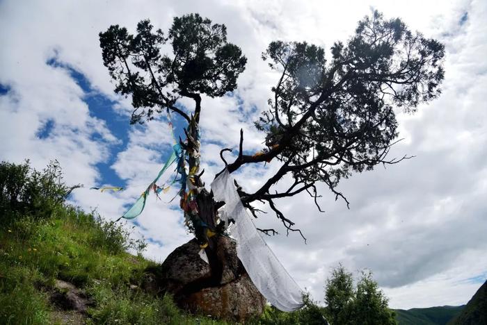 做个得体的旅人，不要让“莲宝叶则”成为第二个“年宝玉则”