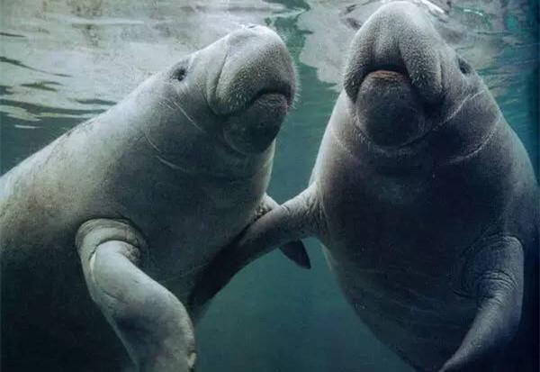 地球上10大怀孕周期最长的动物，海豚第二，第一要22个月