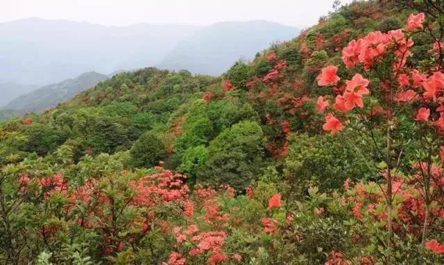 广西海拔最高风景最美的十大山峰，你都爬过了吗