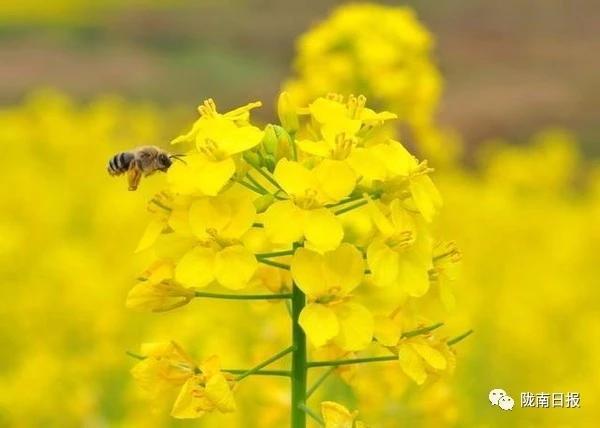 何必去远方！陇南这个地方油菜花开遍地金黄，不负春光~