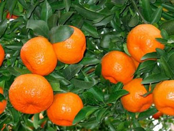 糖尿病人不要慌！它是糖尿病的剋星，每天吃點，血糖慢慢降下去