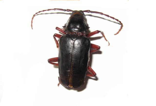 农村才有的山山牛, 可遇不可求, 城里非常美味的佳肴!