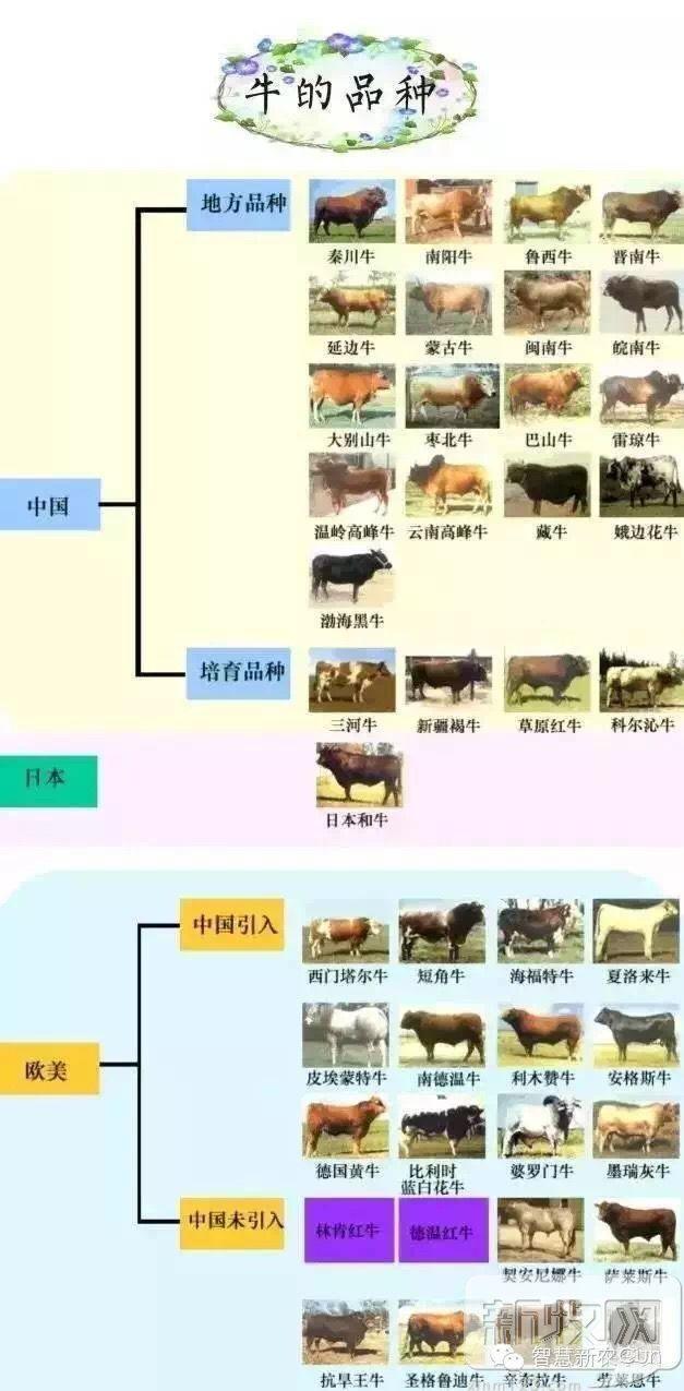 基因编辑肌肉牛的诞生