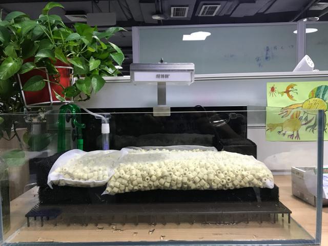 原生缸造景：用最野的石头，造最靓的缸