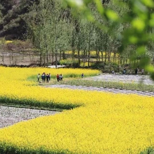 何必去远方！陇南这个地方油菜花开遍地金黄，不负春光~