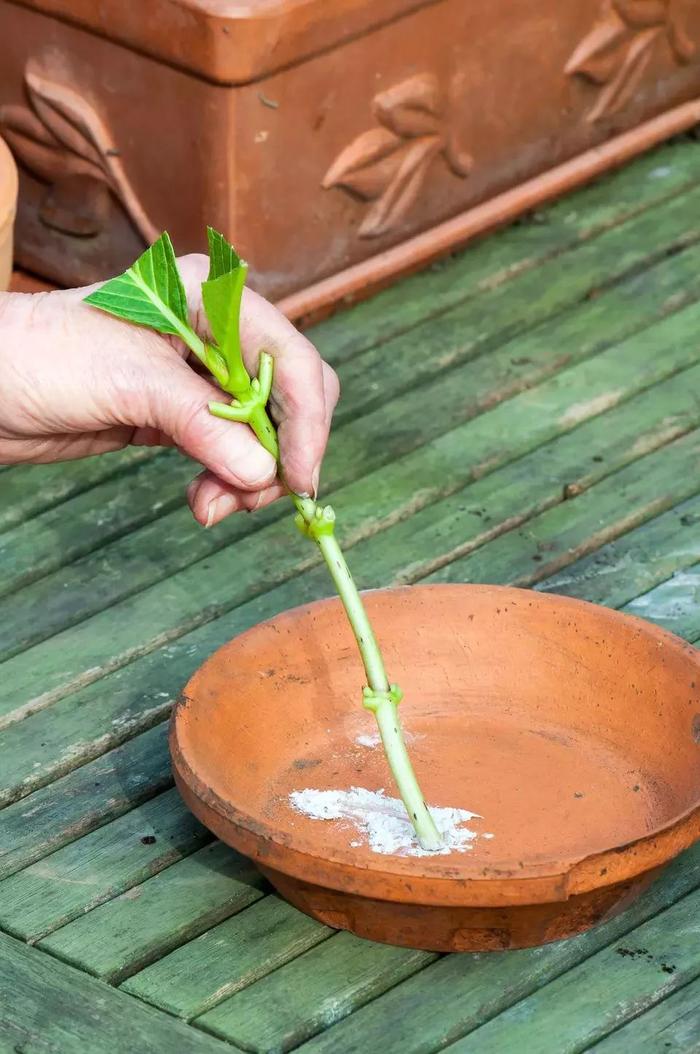 快速得到多盆绣球花，只要掌握这种枝条扦插方法就行了