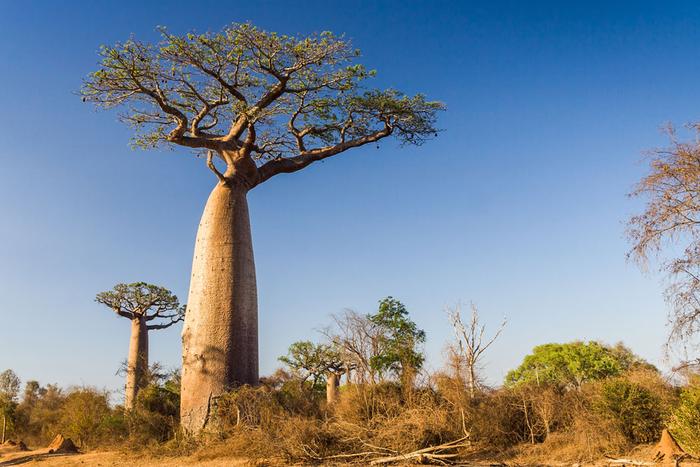 非洲的“救命树”，旱季能蓄水数吨，引到中国后却长成这样！