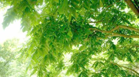 大森林馈赠给你的：东北野山核桃树、黄菠萝树、水曲柳树图片！