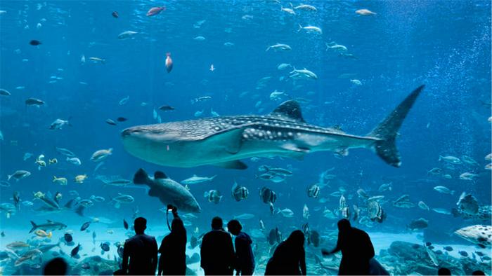 世界上最大的海洋馆，安检比机场还要严格，养着全球最大鱼类！