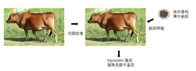 基因编辑肌肉牛的诞生