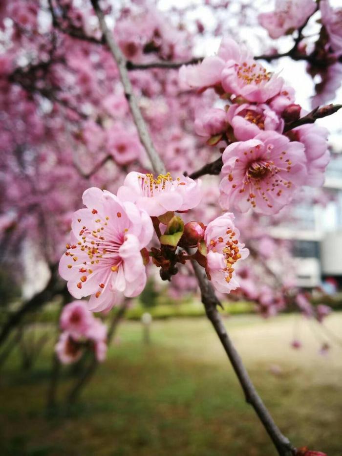 桃花开满天