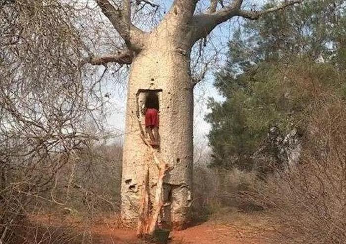 非洲的“救命树”，旱季能蓄水数吨，引到中国后却长成这样！