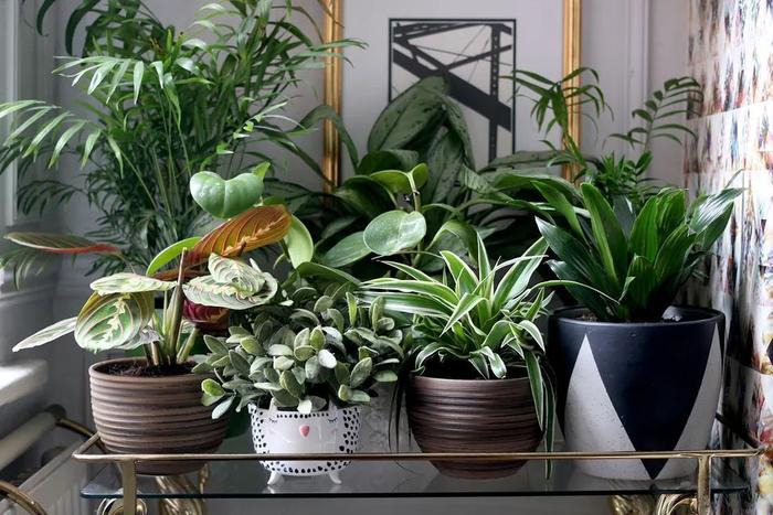 14个布置室内盆栽植物的绝佳创意，家里养多少盆花卉都不显得乱