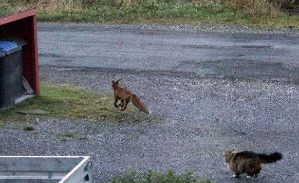 猫咪驱赶狐狸，竟把它吓得“尿裤子”，样子十分滑稽