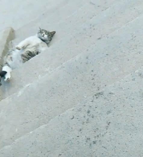 地上躺了一只流浪猫，路人急忙上前去营救，结果却笑喷了