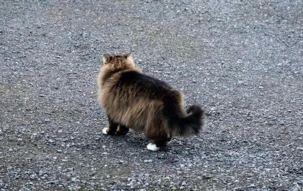 猫咪驱赶狐狸，竟把它吓得“尿裤子”，样子十分滑稽