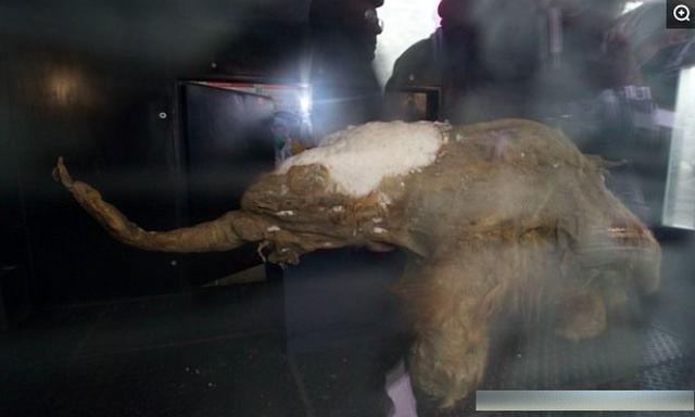 西伯利亚冻土沉睡39000年猛犸象，有希望让猛犸象“重生”