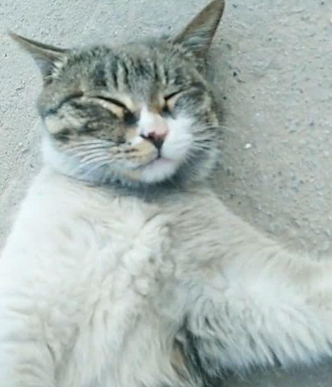 地上躺了一只流浪猫，路人急忙上前去营救，结果却笑喷了