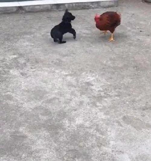 小黑狗欺负母鸡，不料被闻讯赶来的公鸡“吊打”，这就尴尬了