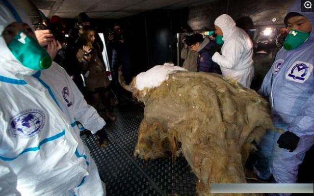 西伯利亚冻土沉睡39000年猛犸象，有希望让猛犸象“重生”