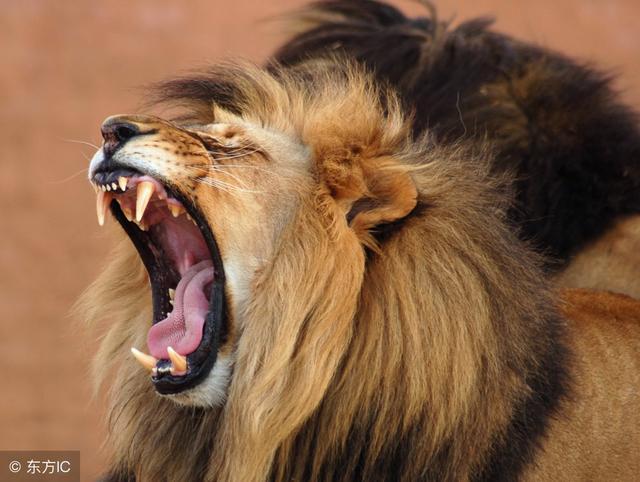 【科普论证】鬃毛对狮子的保护作用到底有多大？！