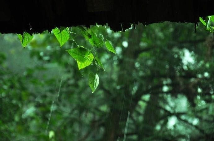 芭蕉夜雨洗清囊梨花带雨枝影浓 杨柳细雨烟丝密 停琴听雨复瞳瞳 潇潇细雨凭栏望