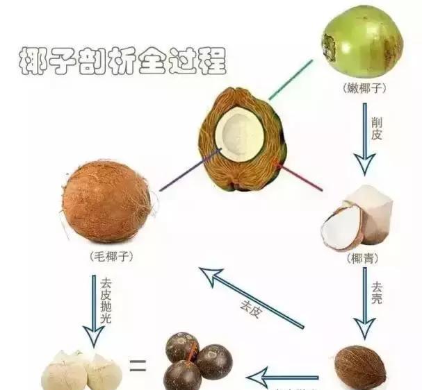椰皇、椰青、椰子究竟有什么不同？一张图教你分清楚！