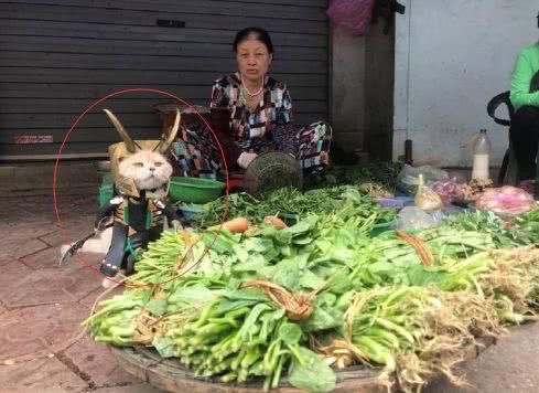 猫咪在菜市场卖虾、卖鸡、卖蔬菜，为了点小鱼干不容易啊