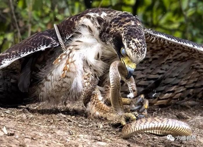 老鹰和蛇的缠斗，看老鹰如何将蛇踩在鹰爪下！