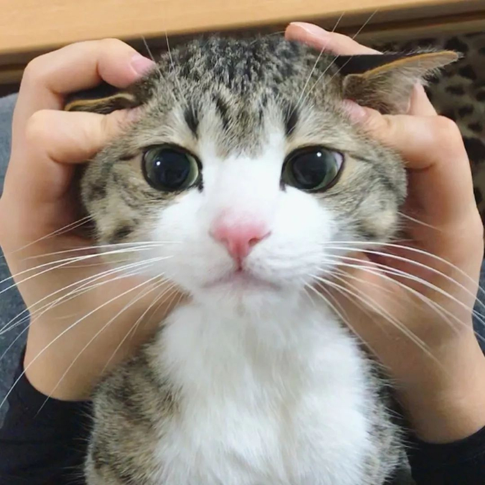 这只日本网红狸花猫的表情真是独一无二的可爱