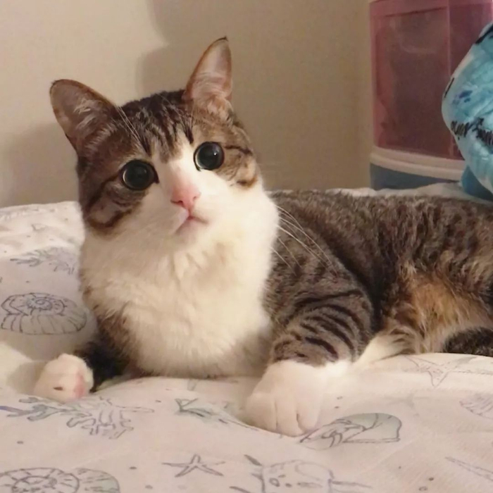 这只日本网红狸花猫的表情真是独一无二的可爱