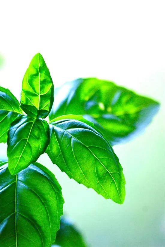 15种可以赶跑害虫的驱虫植物，观赏性比很多开花植物都强
