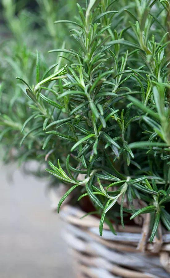 15种可以赶跑害虫的驱虫植物，观赏性比很多开花植物都强